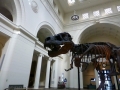 Chicago00457