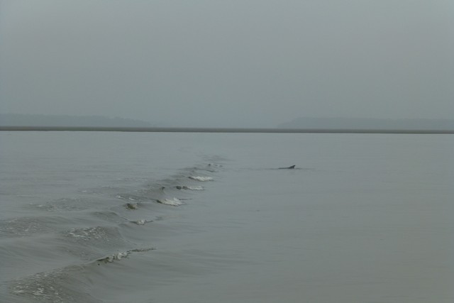 Dolphin_Madness049.jpg