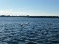 Apalachicola00002