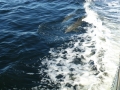 Apalachicola00004