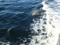 Apalachicola00005