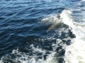 Apalachicola00006