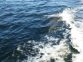 Apalachicola00007
