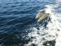 Apalachicola00012