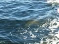 Apalachicola00018