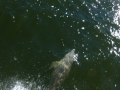 Apalachicola00027