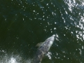 Apalachicola00028