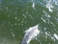 Apalachicola00029