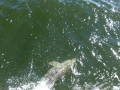 Apalachicola00032