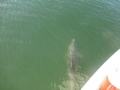Bradenton_FL00003
