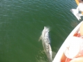 Bradenton_FL00014