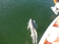 Bradenton_FL00015