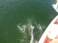 Bradenton_FL00018