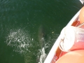 Bradenton_FL00021