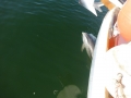 Bradenton_FL00022