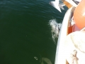 Bradenton_FL00023