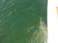 Bradenton_FL00025