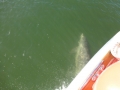 Bradenton_FL00060