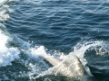 Destin00191