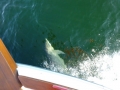 Destin00198
