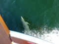 Destin00201