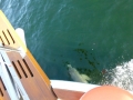 Destin00202