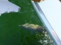 Destin00204