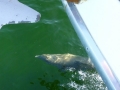 Destin00205