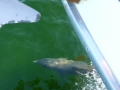 Destin00206