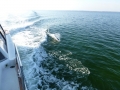 Destin00249