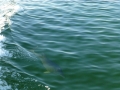 Destin00268