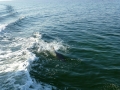 Destin00270