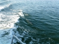Destin00273