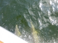 Panama_City00068
