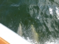 Panama_City00070