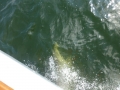 Panama_City00074