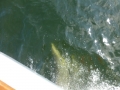 Panama_City00075