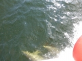 Panama_City00084