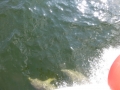 Panama_City00085