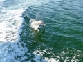 dolphin_buddy