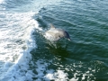 dolphin_leap