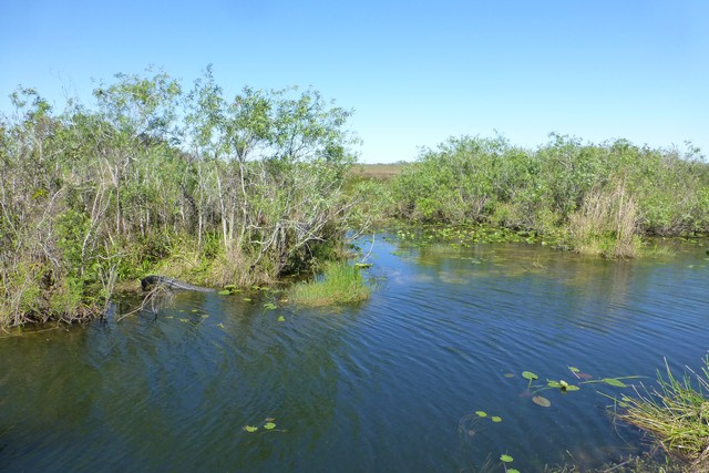 Everglades_100011.jpg