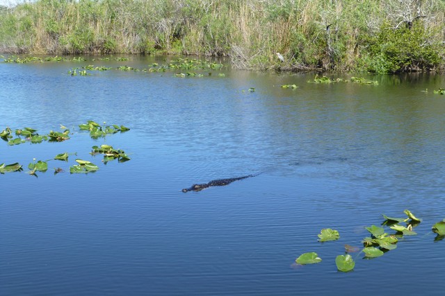 Everglades_100058.jpg