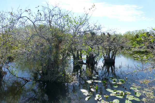 Everglades_100068.jpg