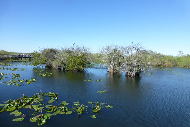 Everglades_100069.jpg