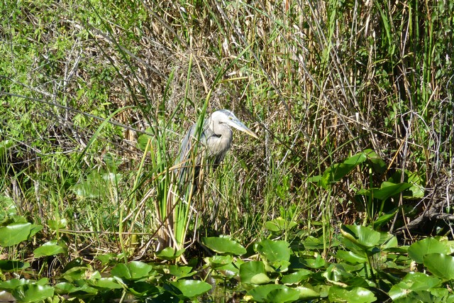 Everglades_100074.jpg