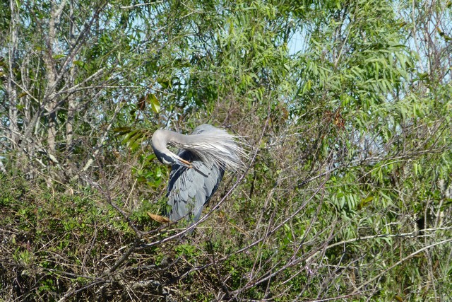 Everglades_100078.jpg