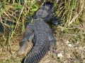 Everglades_100022.jpg
