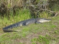 Everglades_100032.jpg