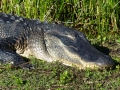 Everglades_100036.jpg